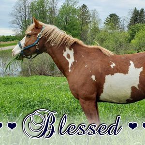 Meet your Posher, Bridget